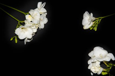 Siyah arkaplanda küçük beyaz orkide çiçekleri