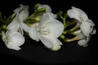 Siyah arkaplanda küçük beyaz orkide çiçekleri