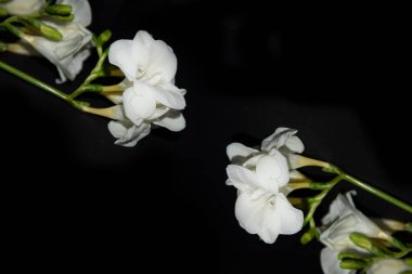 Siyah arkaplanda küçük beyaz orkide çiçekleri