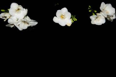 Siyah arkaplanda küçük beyaz orkide çiçekleri