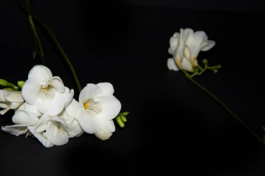 Siyah arkaplanda küçük beyaz orkide çiçekleri