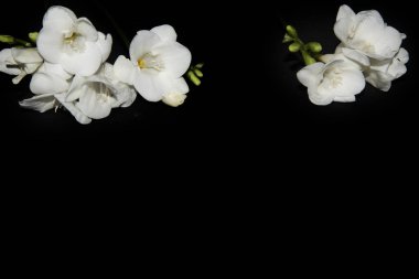 Siyah arkaplanda küçük beyaz orkide çiçekleri