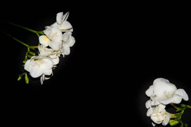 Siyah arkaplanda küçük beyaz orkide çiçekleri