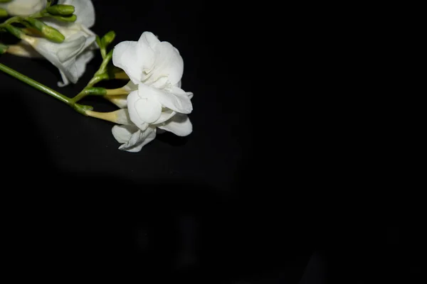 Diminutas Flores Orquídea Blanca Sobre Fondo Negro — Foto de Stock