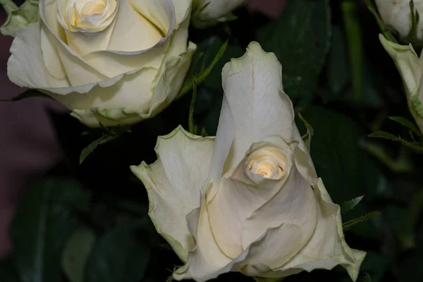 Piękne Róże Ciemnym Tle Zbliżenie — Zdjęcie stockowe