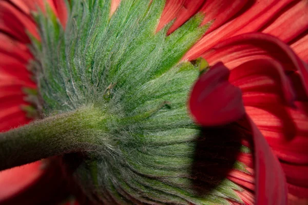Beautiful Gerbera Flower Close View Summer Concept — Stock Photo, Image
