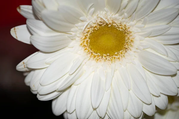 Vacker Gerbera Blomma Närbild Sommar Koncept — Stockfoto