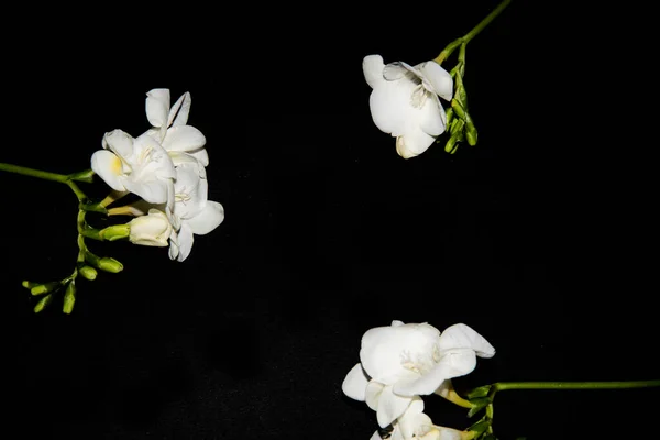 Μικροσκοπικά Λευκά Λουλούδια Ορχιδέας Μαύρο Φόντο — Φωτογραφία Αρχείου