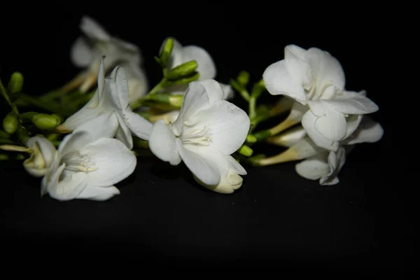 Minuscoli Fiori Bianchi Orchidea Sfondo Nero — Foto Stock