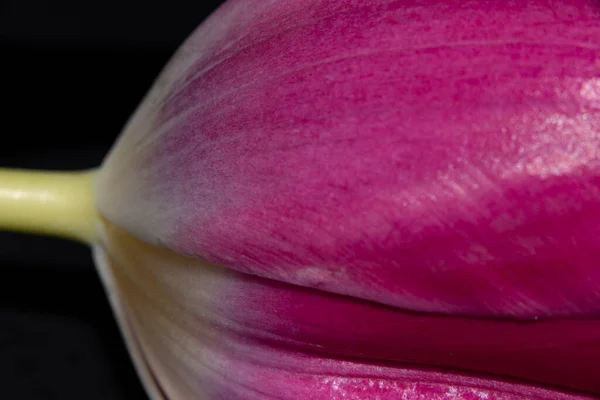 Close Uma Tulipa Rosa Fundo Preto — Fotografia de Stock