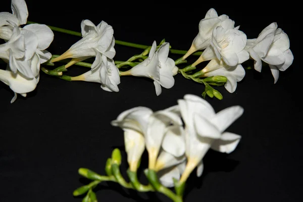 Tiny White Orchid Flowers Black Background — Stock Photo, Image