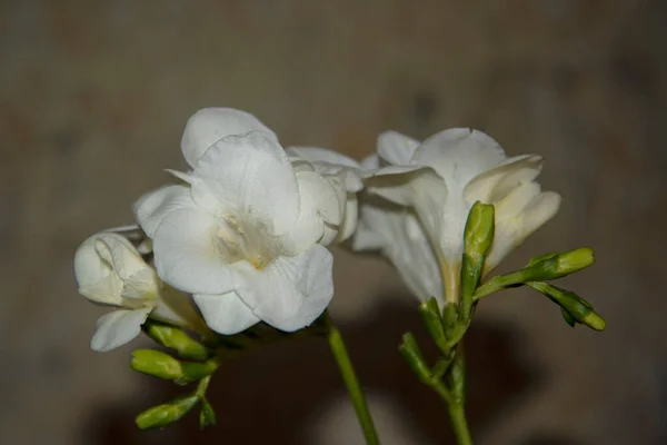 Küçük Beyaz Orkide Çiçekleri Çiçek Konsepti — Stok fotoğraf