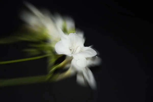 Θολή Εικόνα Από Μικροσκοπικά Λευκά Λουλούδια Ορχιδέας Μαύρο Φόντο — Φωτογραφία Αρχείου