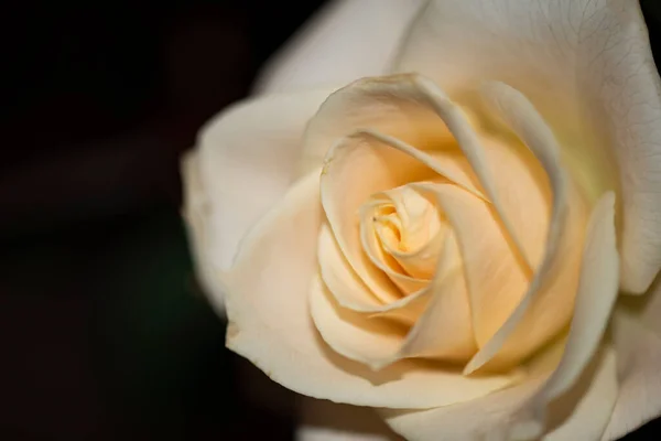 Красивая Роза Крупным Планом Летняя Концепция — стоковое фото