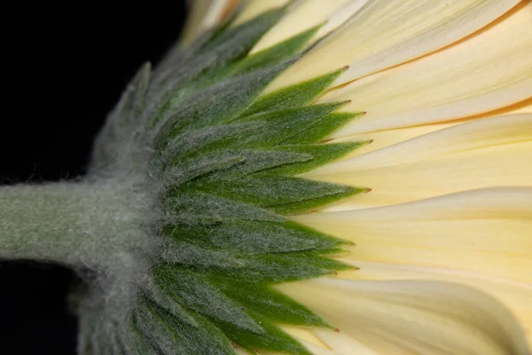 Bela Flor Gerbera Vista Perto Conceito Verão — Fotografia de Stock