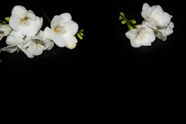 Drobné Bílé Orchidej Květiny Černém Pozadí — Stock fotografie