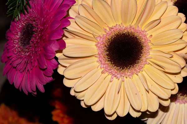 Gerbera Blumen Nahsicht Sommerkonzept — Stockfoto