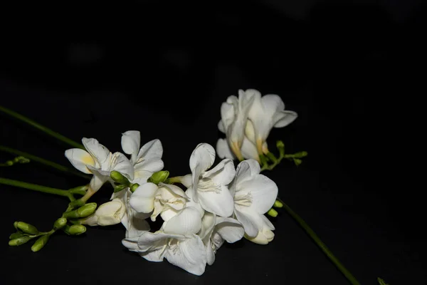 Diminutas Flores Orquídea Blanca Sobre Fondo Negro — Foto de Stock