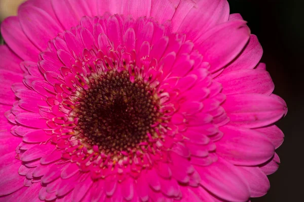 Krásná Gerbera Květina Zblízka Pohled Letní Koncept — Stock fotografie