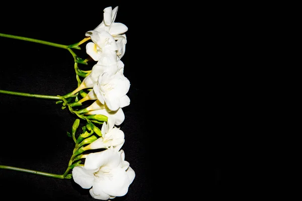 Μικροσκοπικά Λευκά Λουλούδια Ορχιδέας Μαύρο Φόντο — Φωτογραφία Αρχείου