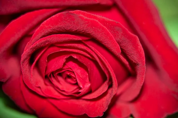 Schöne Rose Aus Nächster Nähe Sommerkonzept — Stockfoto