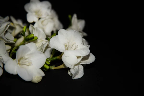 Siyah Arkaplanda Küçük Beyaz Orkide Çiçekleri — Stok fotoğraf