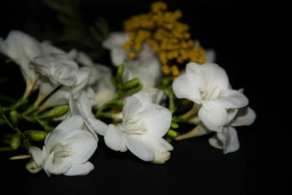 Белый Желтый Цветы Черном Фоне — стоковое фото