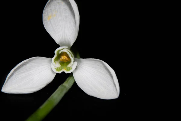 Gros Plan Fleurs Orchidée Blanche Isolées Sur Fond Noir — Photo