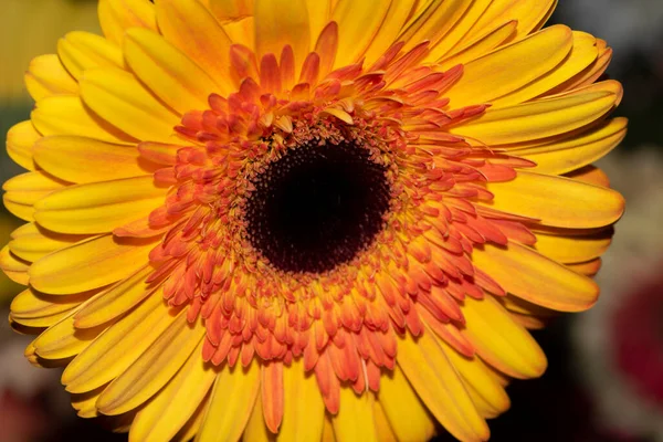 Όμορφη Ζέρμπερα Λουλούδι Close View Καλοκαίρι Έννοια — Φωτογραφία Αρχείου