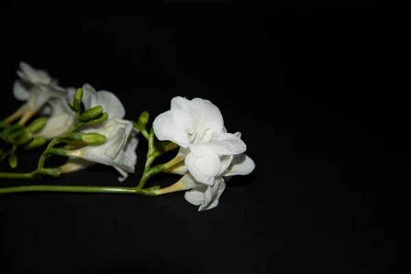 Siyah Arkaplanda Küçük Beyaz Orkide Çiçekleri — Stok fotoğraf