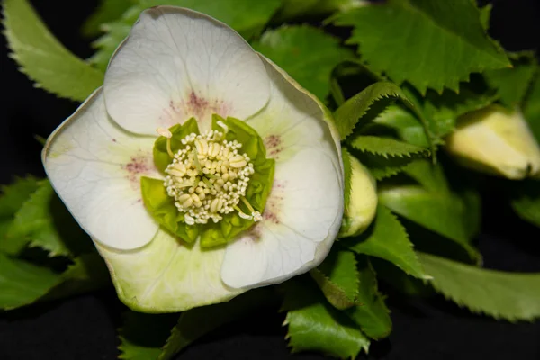 美しい白い花を間近で見られる花のコンセプト — ストック写真