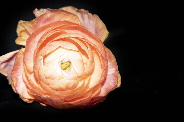 Bilde Vakker Blomst Sommerkonsept – stockfoto