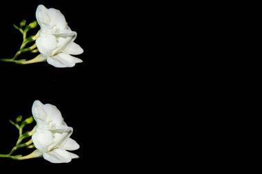 Siyah arkaplanda küçük beyaz orkide çiçekleri