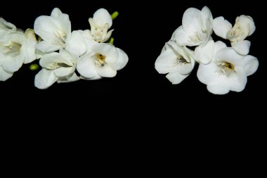 Siyah arkaplanda küçük beyaz orkide çiçekleri