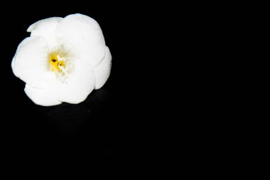 Siyah arkaplanda beyaz çiçek