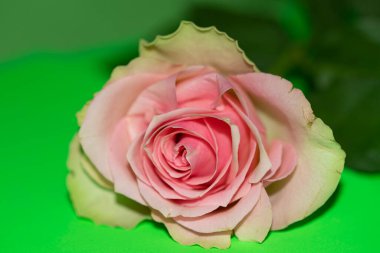 Güzel gül çiçeği, yaz konsepti, yakın manzara  