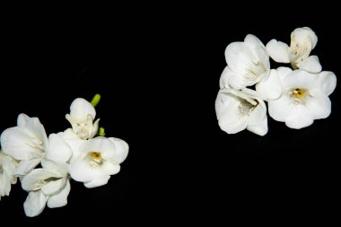 Siyah arkaplanda küçük beyaz orkide çiçekleri