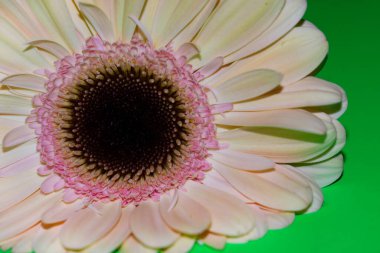 Gerbera çiçeği yakın çekim, yaz konsepti.