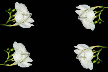 Siyah arkaplanda küçük beyaz orkide çiçekleri