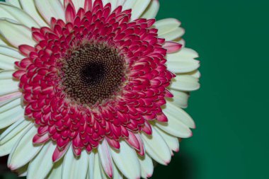 Gerbera çiçeği yakın çekim, yaz konsepti.