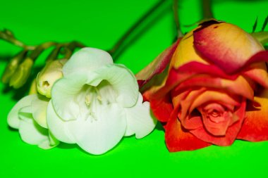 Güzel çiçekler kapanıyor, yaz konsepti