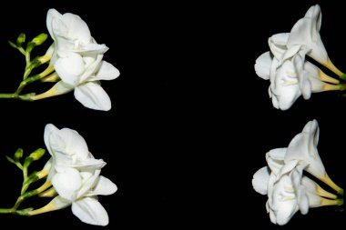 Siyah arkaplanda küçük beyaz orkide çiçekleri