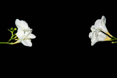 Siyah arkaplanda küçük beyaz orkide çiçekleri