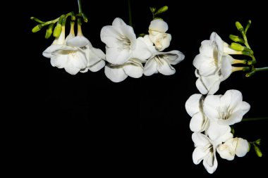 Siyah arkaplanda küçük beyaz orkide çiçekleri