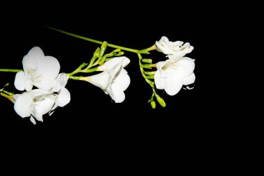 Siyah arkaplanda küçük beyaz orkide çiçekleri