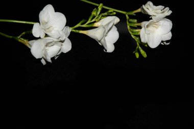 Siyah arkaplanda küçük beyaz orkide çiçekleri