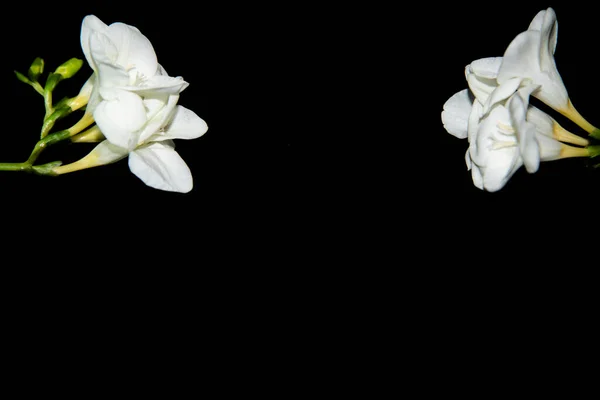 Diminutas Flores Orquídea Blanca Sobre Fondo Negro — Foto de Stock