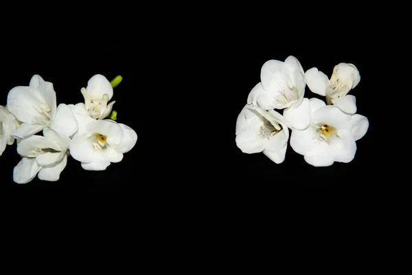 Małe Białe Kwiaty Storczyk Czarnym Tle — Zdjęcie stockowe
