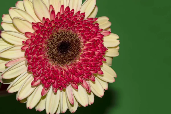 Gerbera çiçeği yakın çekim, yaz konsepti.