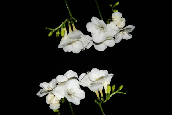 Minúsculas Flores Orquídea Branca Fundo Preto — Fotografia de Stock